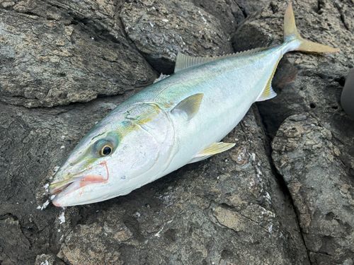 イナダの釣果