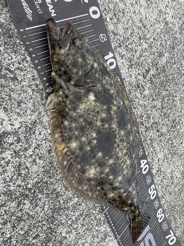 ヒラメの釣果