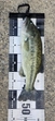 ブラックバスの釣果