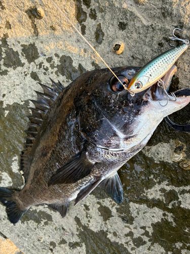 チヌの釣果