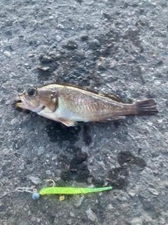 エゾメバルの釣果