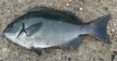 ワカシの釣果