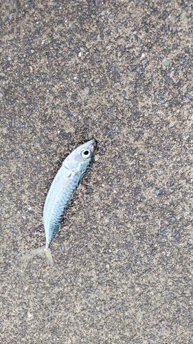 サバの釣果