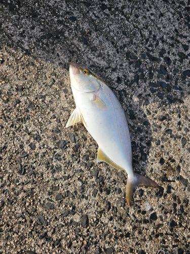 カンパチの釣果