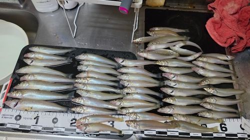 キスの釣果