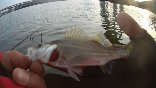 シーバスの釣果