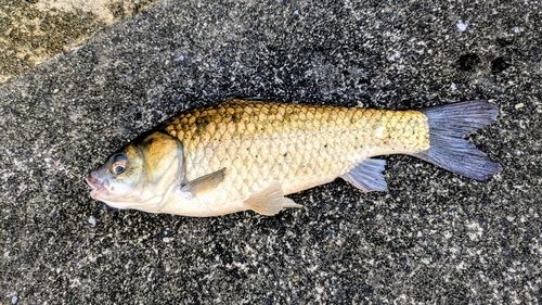 ギンブナの釣果
