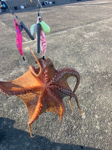 マダコの釣果