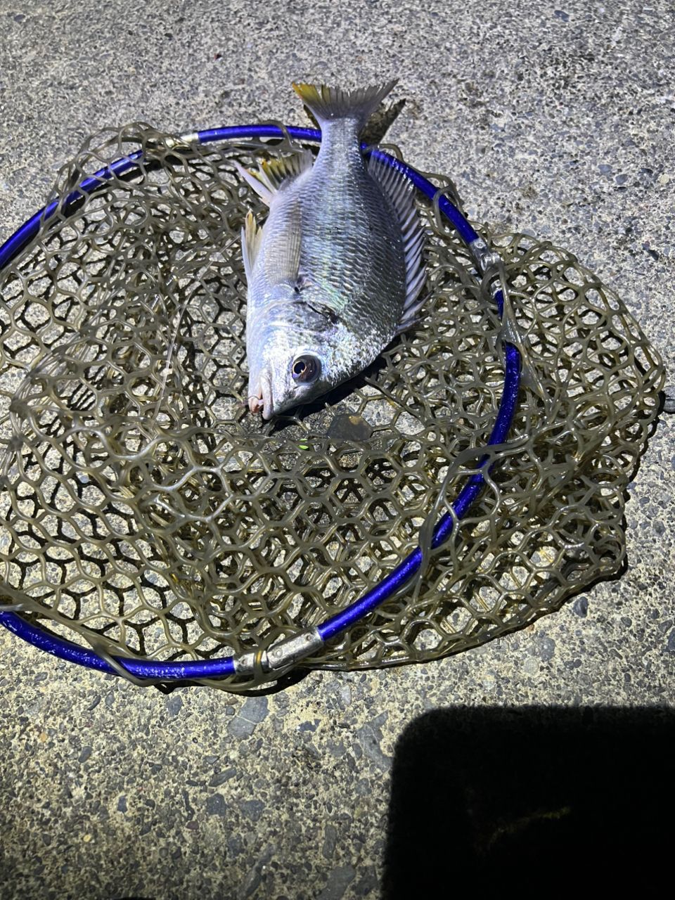AbuGarcia ソルティーステージ KR-Xメバルカスタムの最安値・インプレ