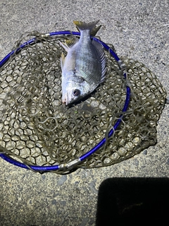 キビレの釣果