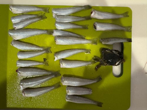キスの釣果