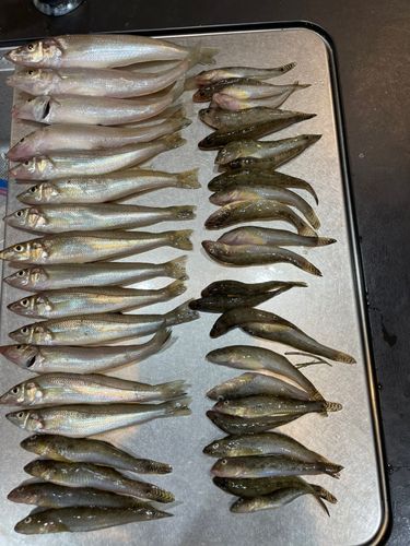 キスの釣果