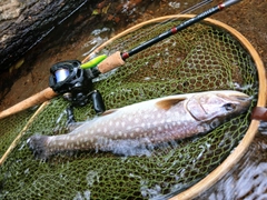 アメマスの釣果