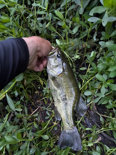 ラージマウスバスの釣果
