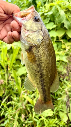 ラージマウスバスの釣果
