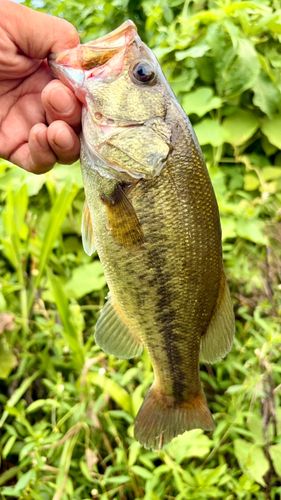 ラージマウスバスの釣果