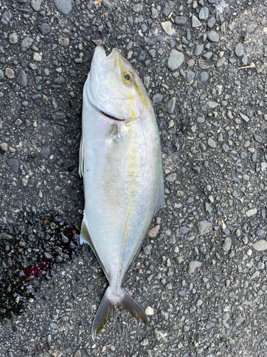 ショゴの釣果