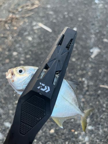 メッキの釣果