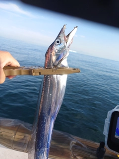タチウオの釣果