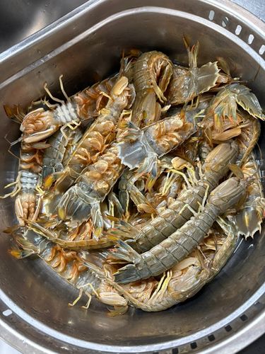 シャコの釣果