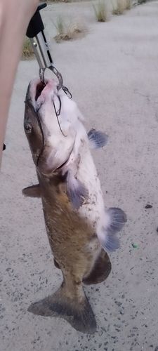 アメリカナマズの釣果