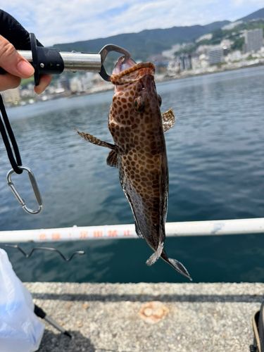 オオモンハタの釣果