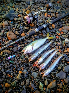 ワカシの釣果