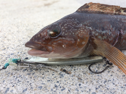 アイナメの釣果