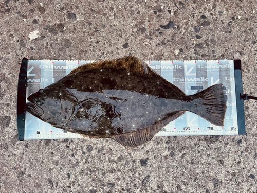 ヒラメの釣果