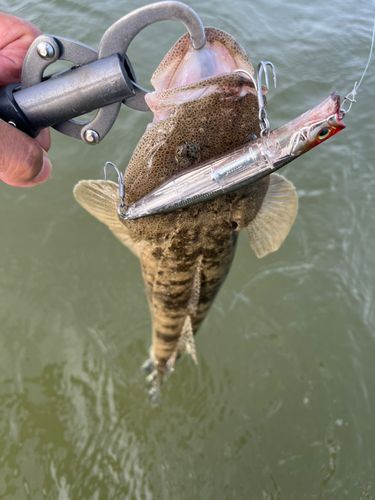 コチの釣果