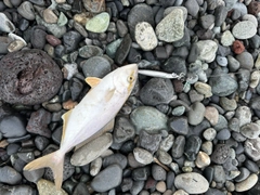 ショゴの釣果