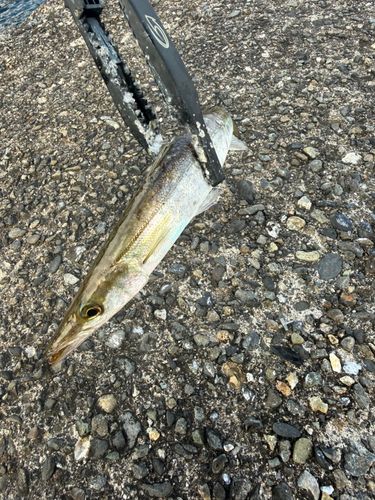 カマスの釣果