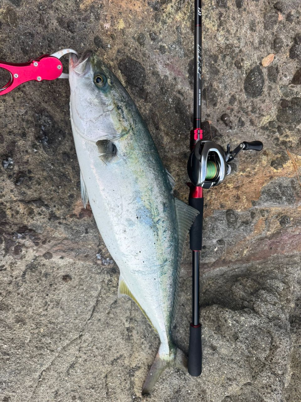 DAIWA 21HRF® (ハードロックフィッシュ) エア 86M/MHB・Nの最安値