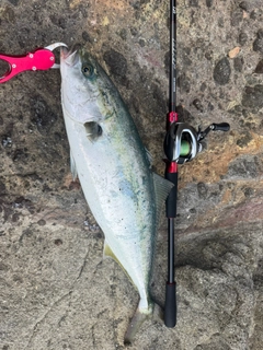 ワラサの釣果