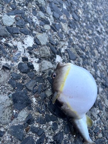 フグの釣果