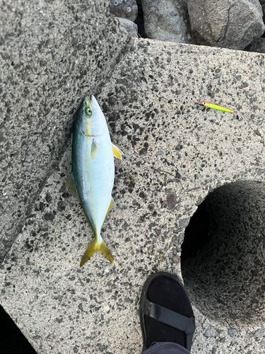 ヤズの釣果