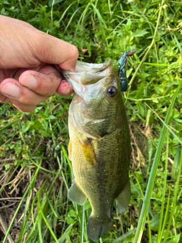 ラージマウスバスの釣果