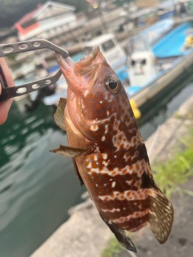 アコウの釣果