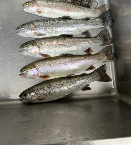 ニジマスの釣果