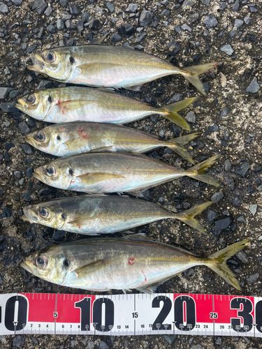 アジの釣果