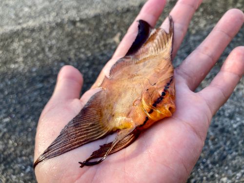 ナンヨウツバメウオの釣果