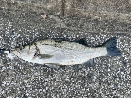 ヒラスズキの釣果