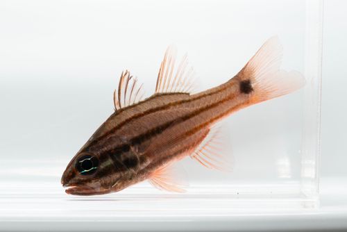 オオスジイシモチの釣果