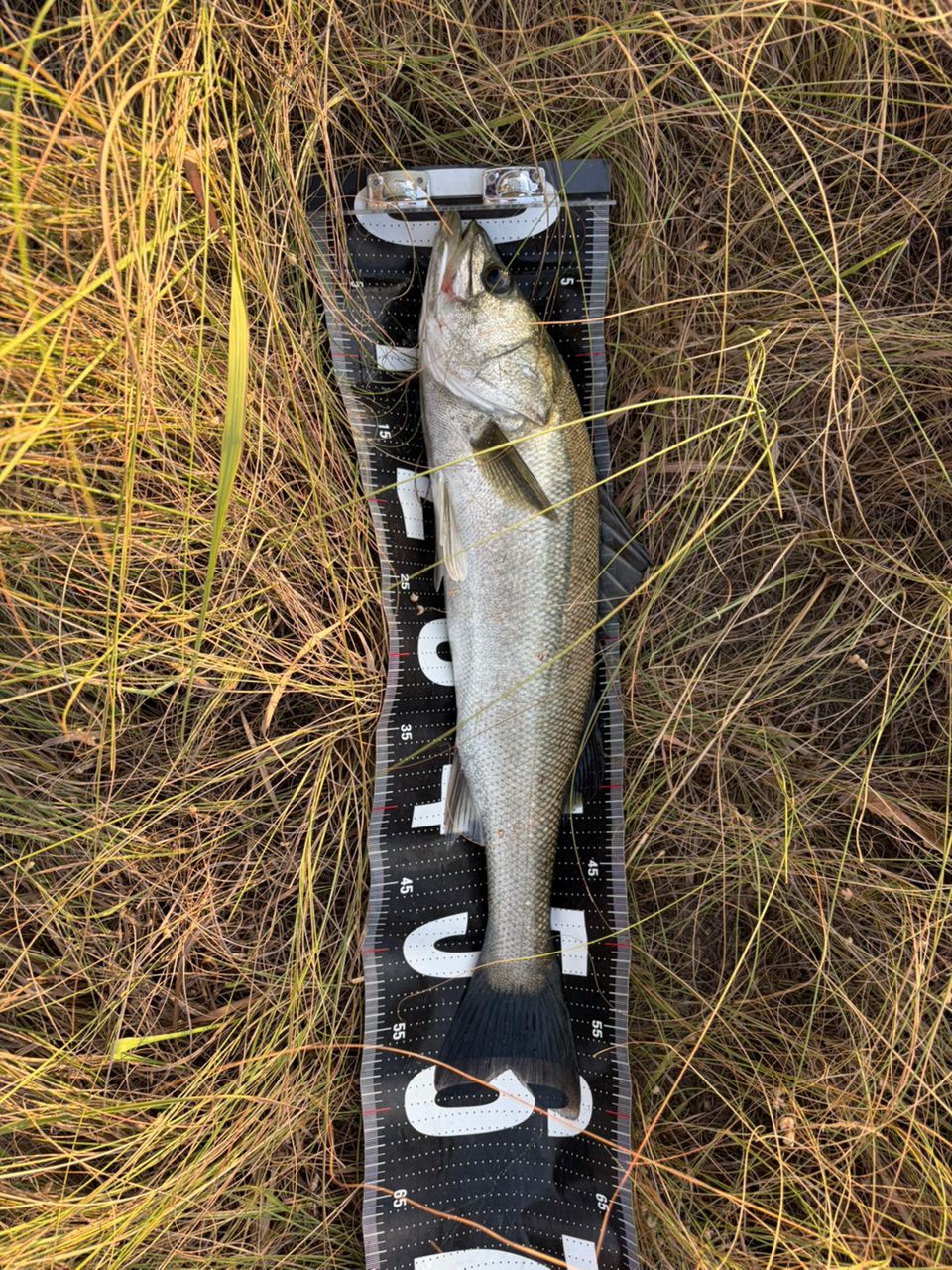 SHIMANO 22ステラ 4000MHGの最安値・インプレ・釣果 | 本音の口コミが