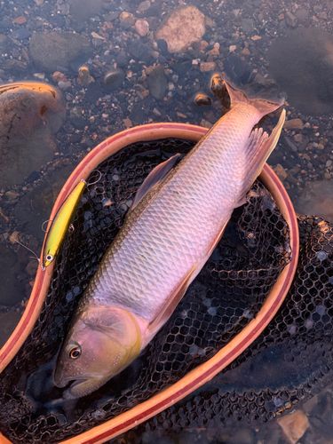 ハスの釣果
