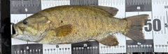 スモールマウスバスの釣果
