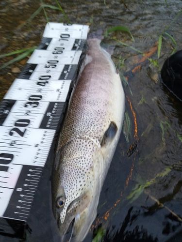 イトウの釣果