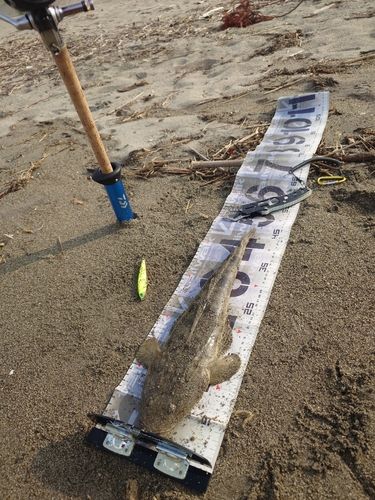 マゴチの釣果