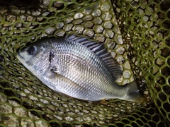 キビレの釣果