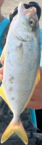 ショゴの釣果